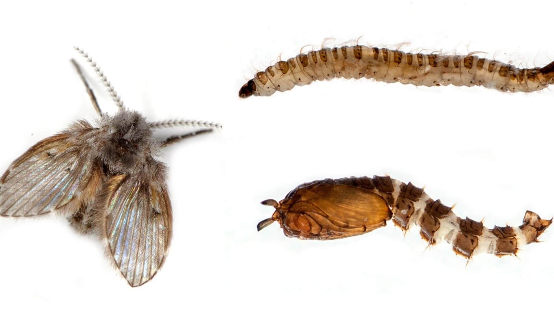 Drain Fly Life Cycle 