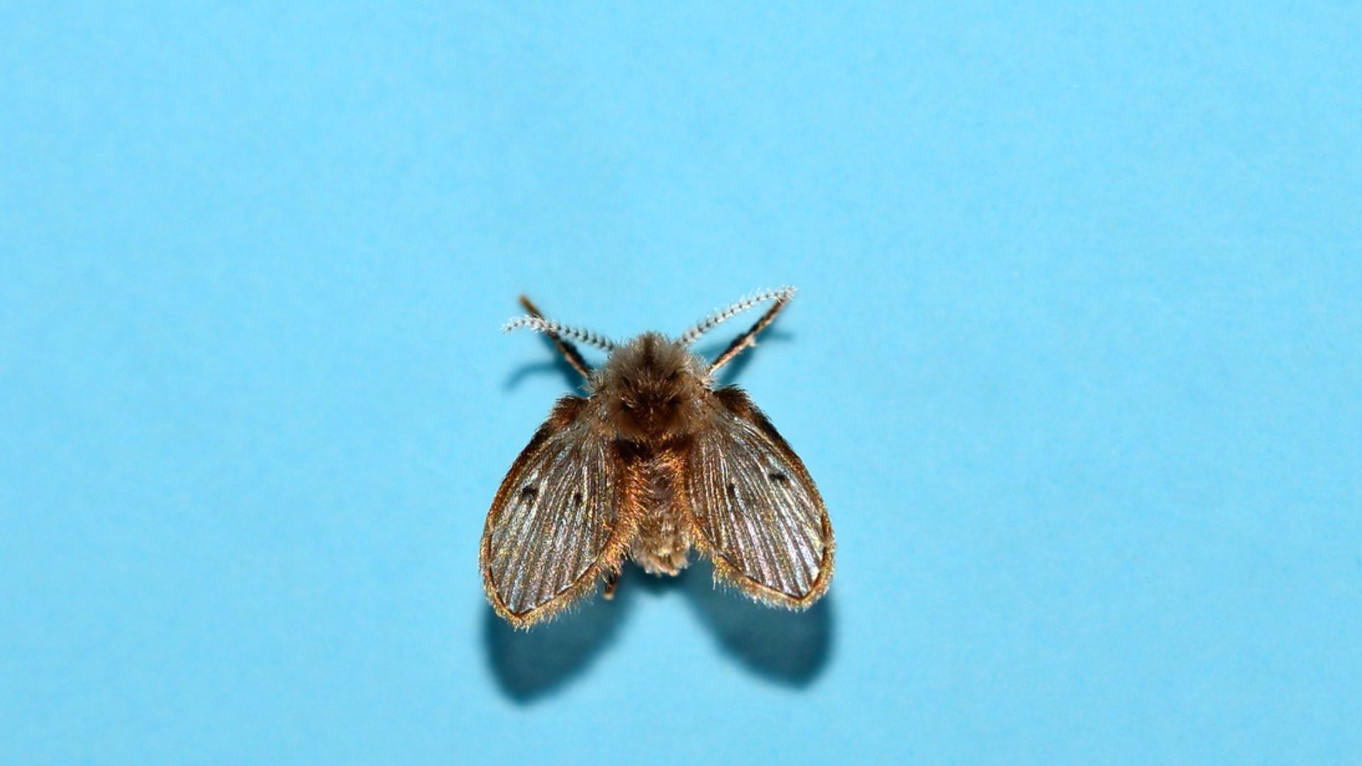 Drain Fly On Blue Wall