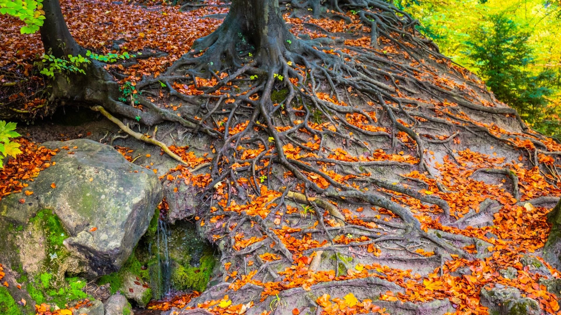 Tree With Orange Leaves