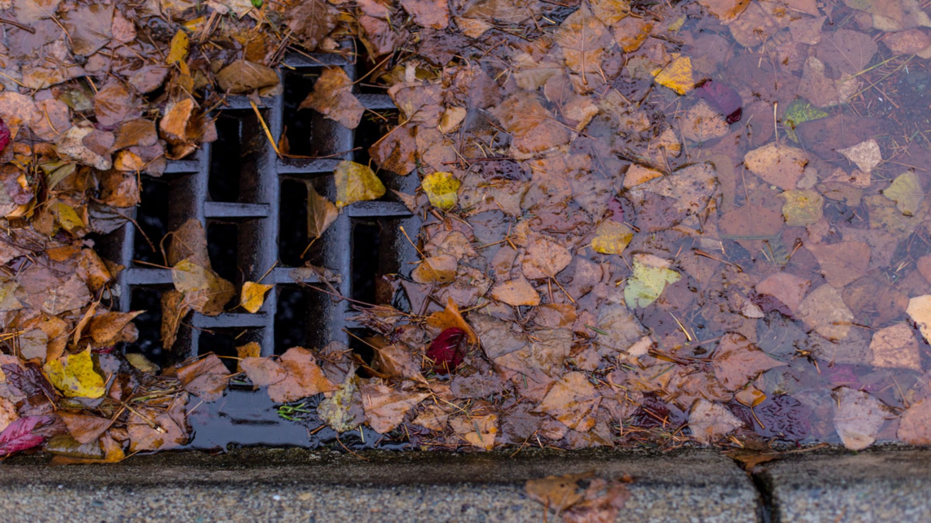 Clogged Storm Drain With Leaves