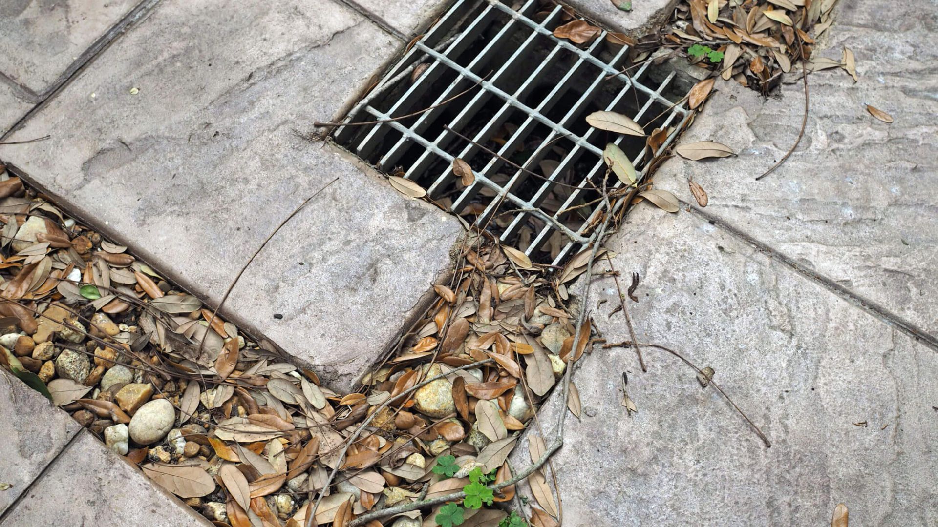 Outdoor Drain With Leaves Blocking