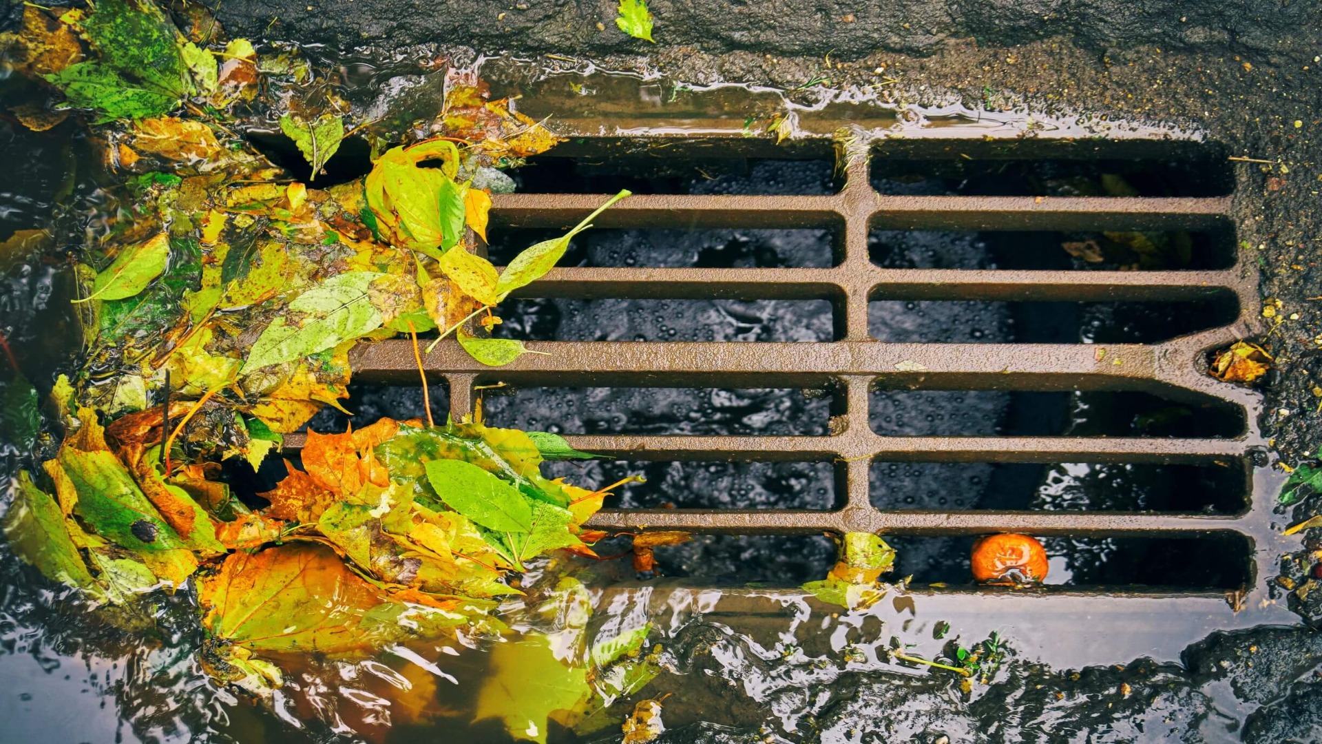 Stormwater Drain Autumn Leaves Washing In With Rain (1)