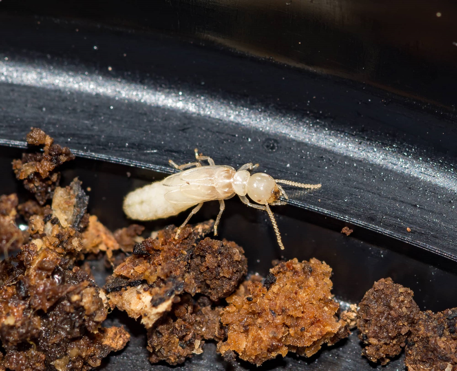 Why Termites Hate Water Detection Vigilance 2