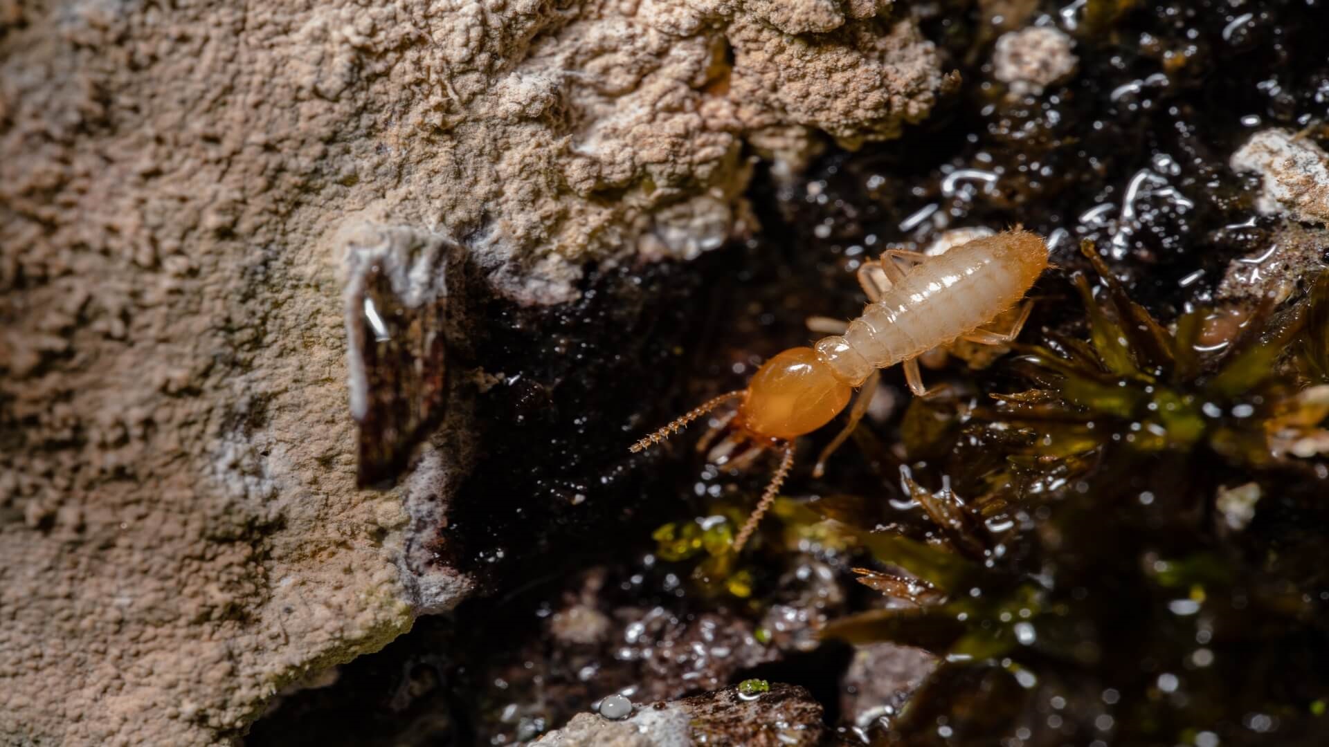 Why Termites Hate Water Detection Vigilance